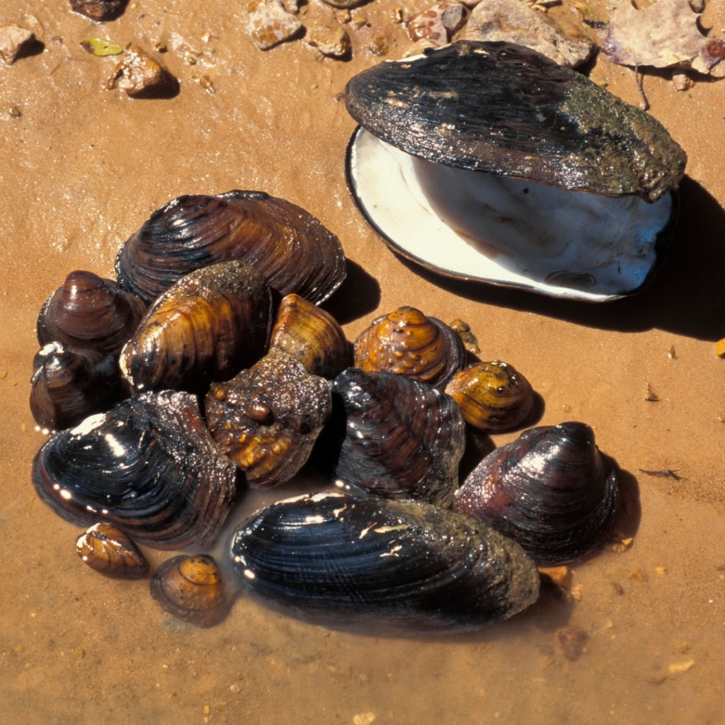 Freshwater Mussels - NYSDEC Grant Update