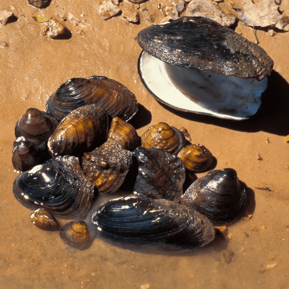 Freshwater Mussels - NYSDEC Grant Update