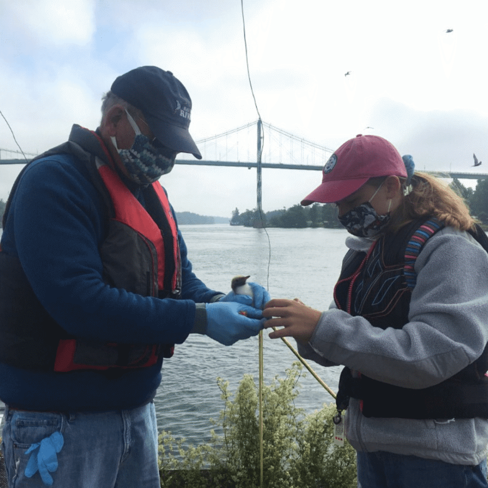 2020 A Successful Year for the Save The River’s Common Tern Project 