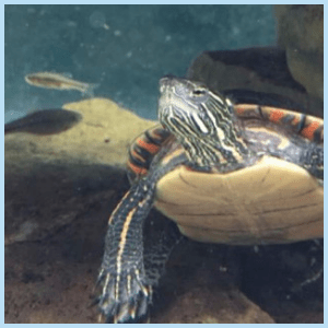 Untitled design - 2021-03-13T112045.185