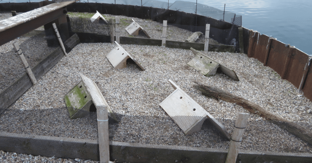 The Common Terns (Sterna hirundo) begin arriving at their colonies along the St Lawrence River around May 1 each year.