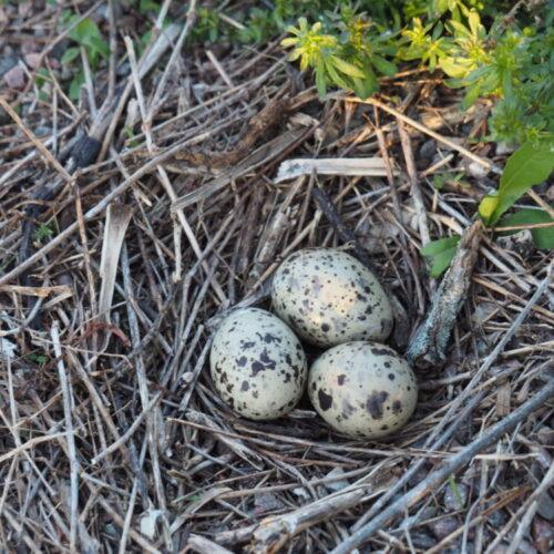 Adopt A Tern - Egg/Chick