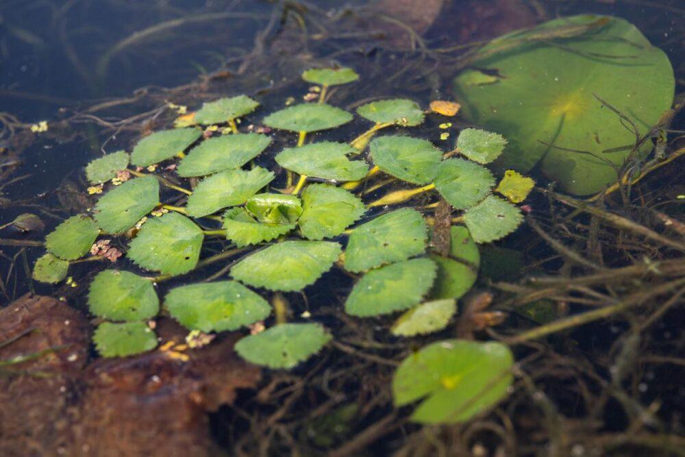 51362158470_00ec4d5997_o